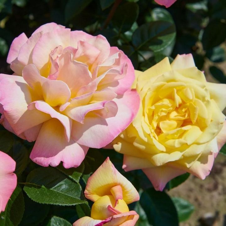 Роза чайно-гибридная Глория Дей (Пис)