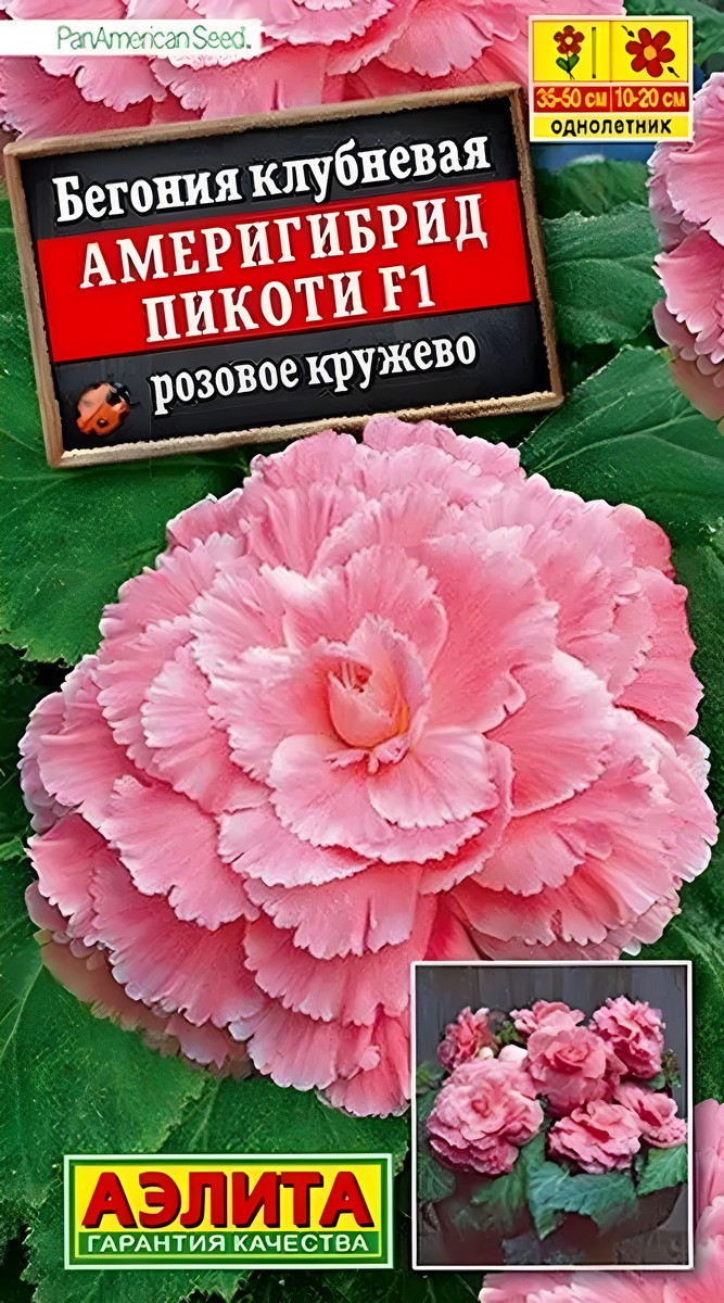 Бегония Америгибрид пикоти F1, розовое кружево, 5 шт.