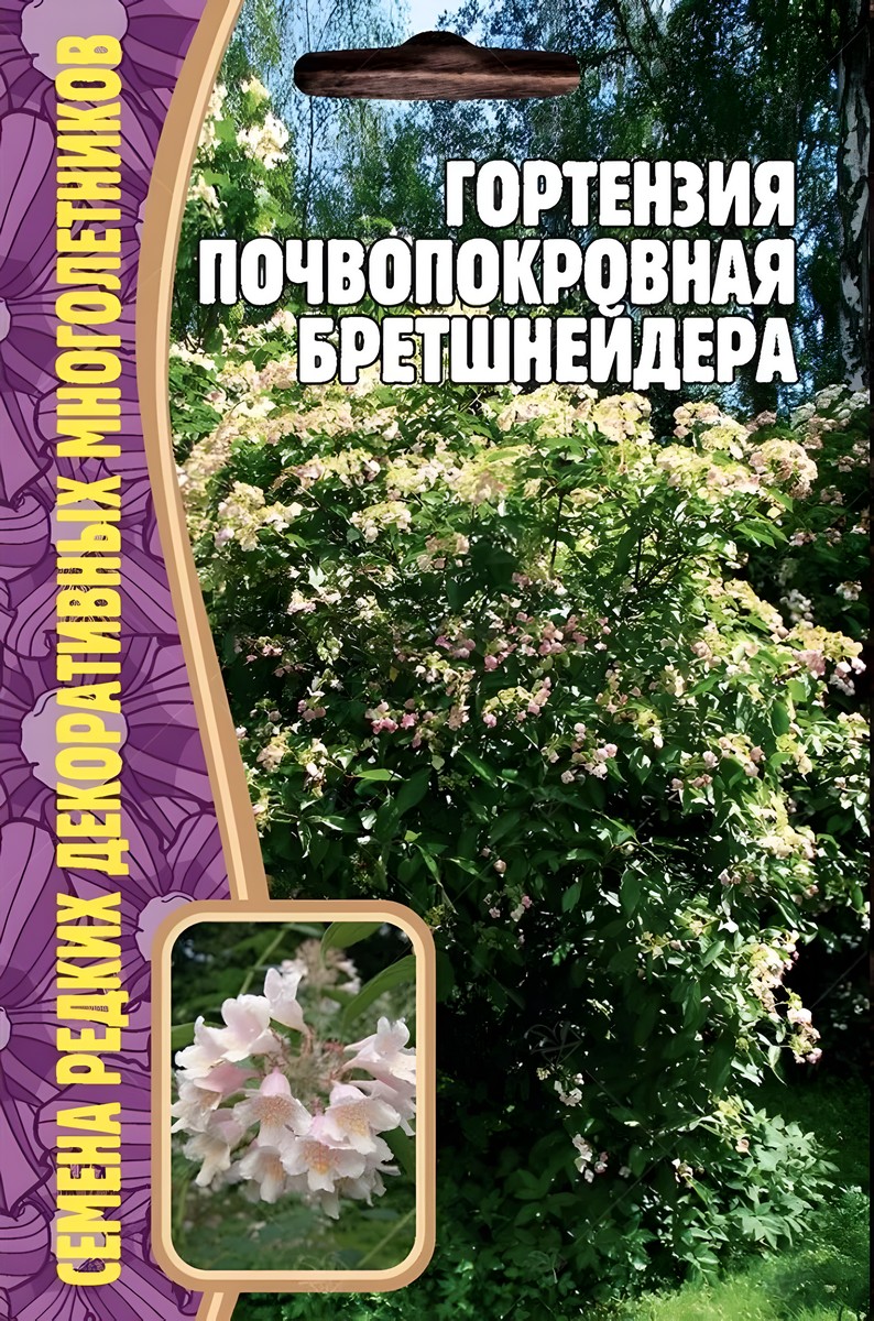 Гортензия почвопокровная Бретшнейдера, 20 шт.