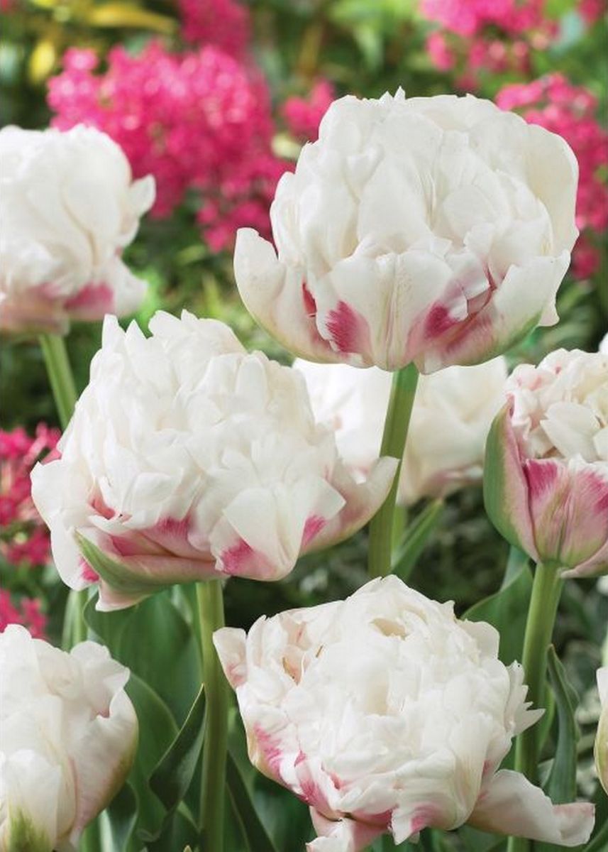 Тюльпан махровый поздний Айс Уандер, 10/11, 1 шт.