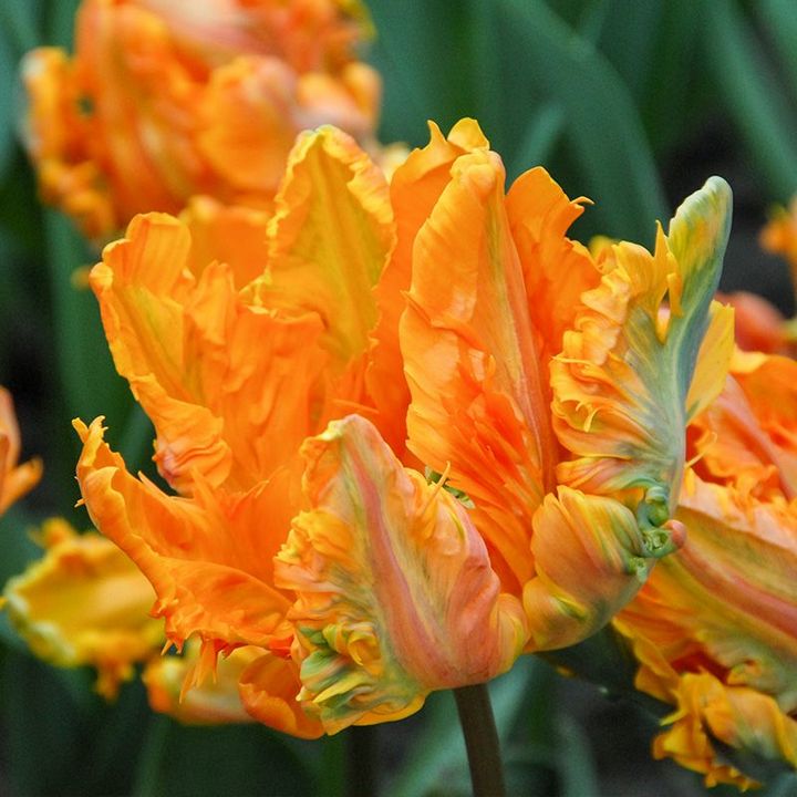 Тюльпан попугайный Принцесса Ирен Пэррот, 11/12, 1 шт.