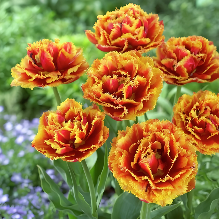 Тюльпан махровый бахромчатый Датч Пионер, 11/12, 1 шт.