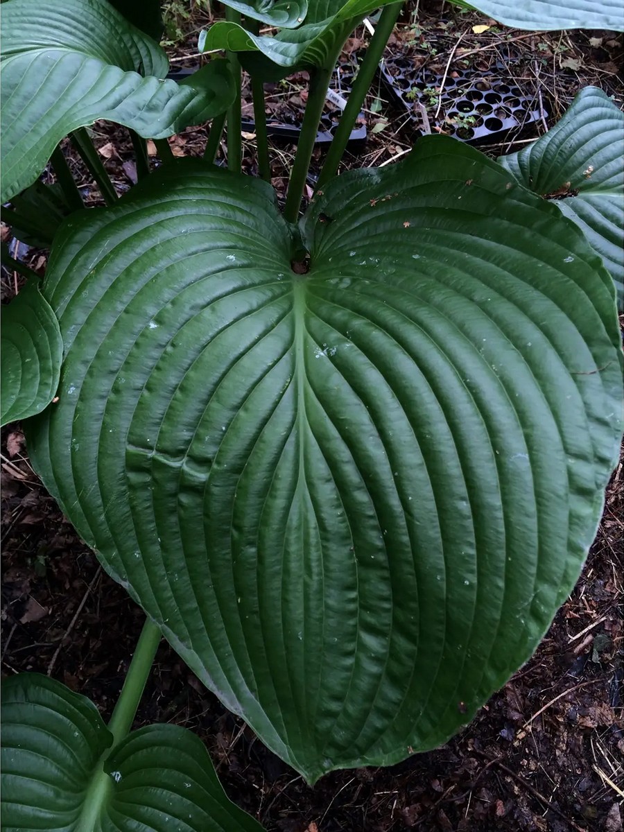 Хоста Лейксайд Мэверик, 1 шт.