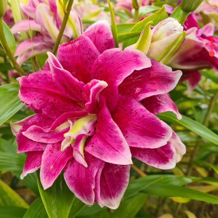 Лилия восточная махровая Roselily Дориа, 12/14, 1 шт.