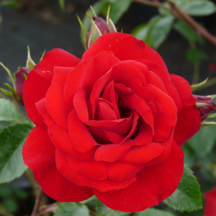 Роза плетистая Симпати