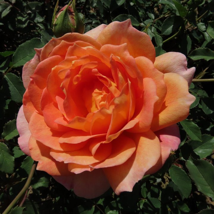 Роза английская парковая Леди оф Шалот 