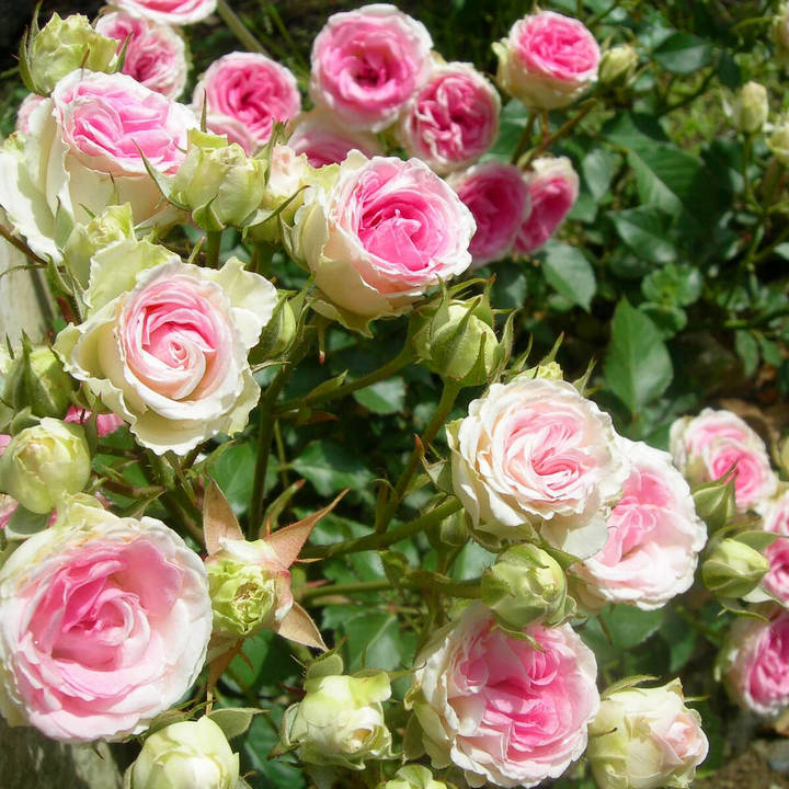 Роза спрей (миниатюрная) Мими Эден/ЦКор