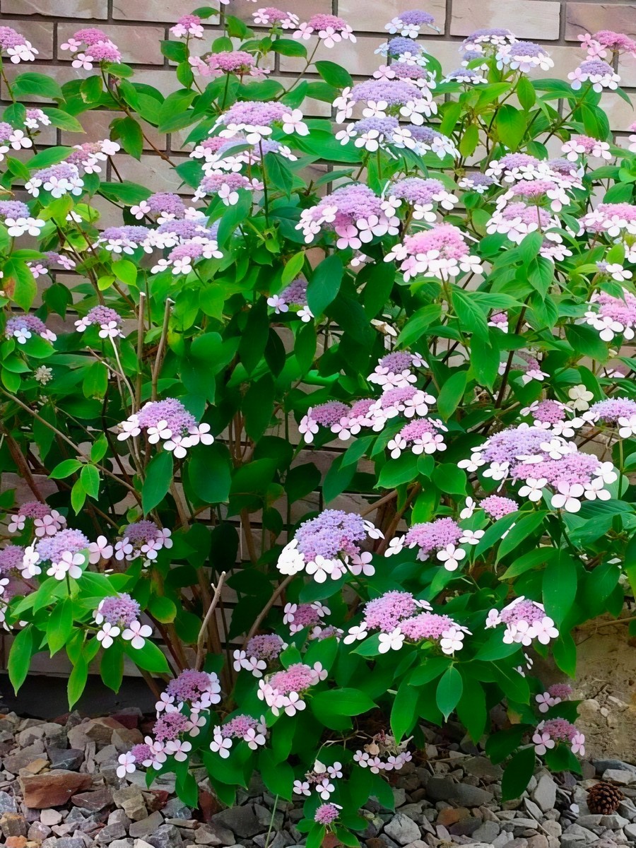 Гортензия пильчатая Амача /ЦКор