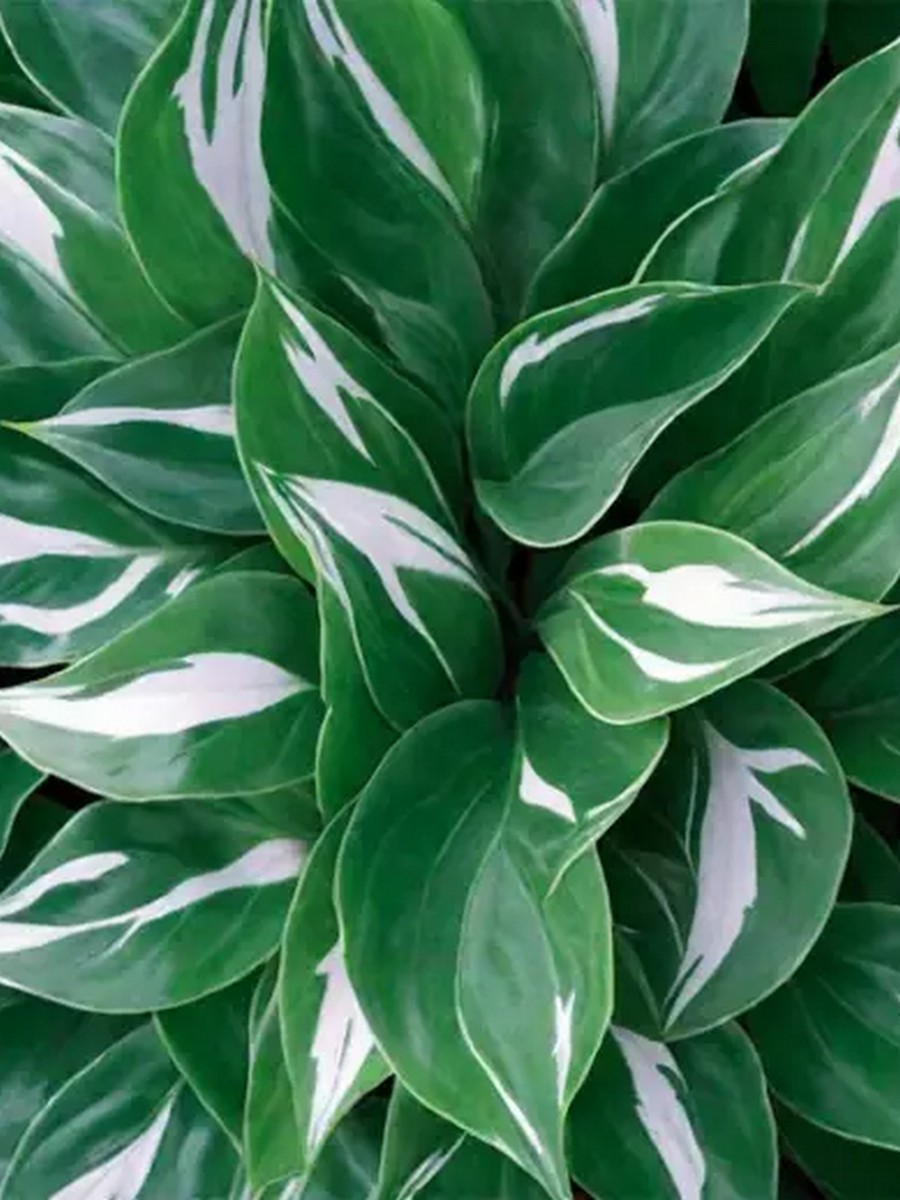 Хоста Снейк Айз, 1 шт.