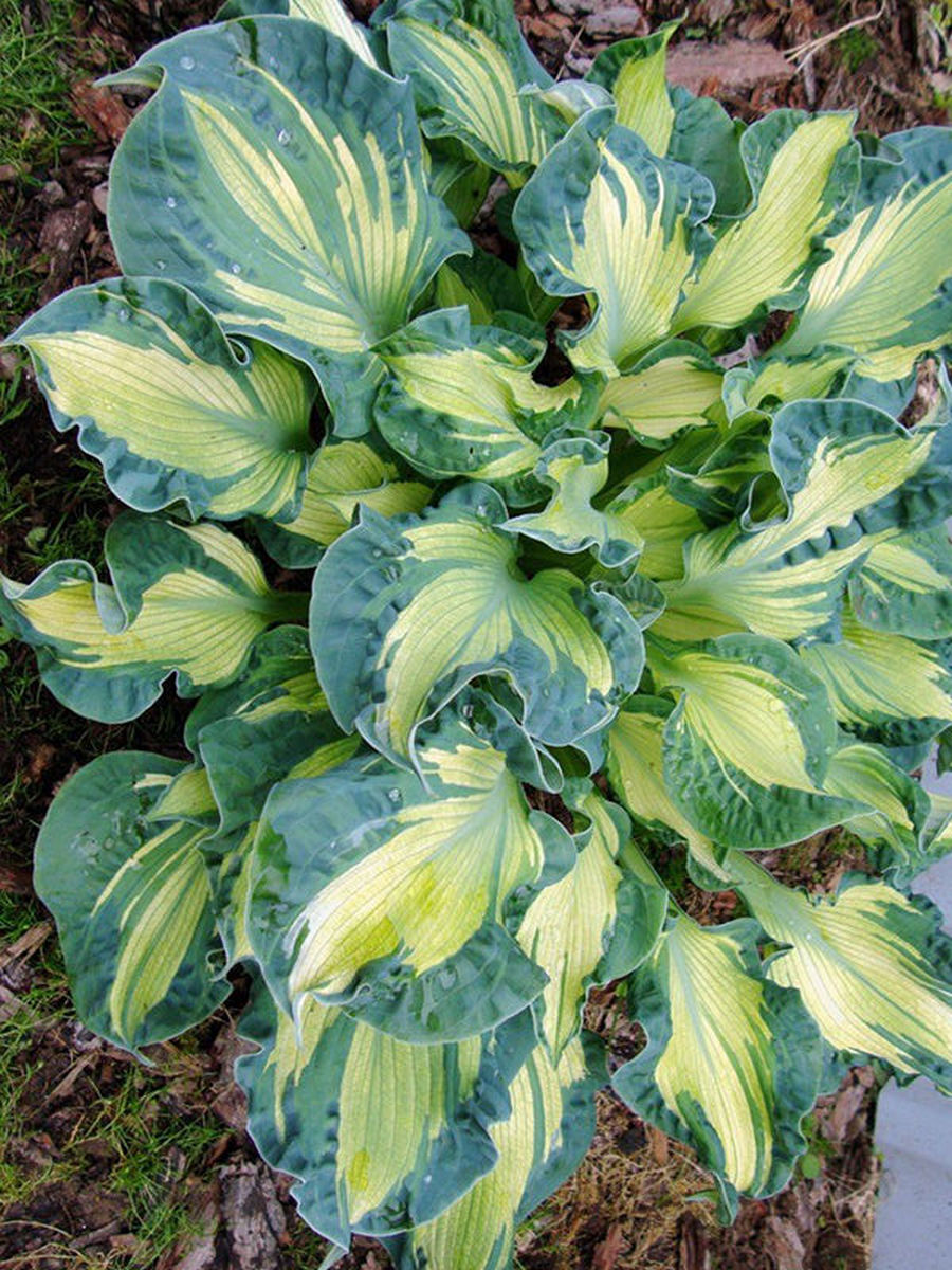 Хоста Лейксайд Пейсли Принт, 1 шт.