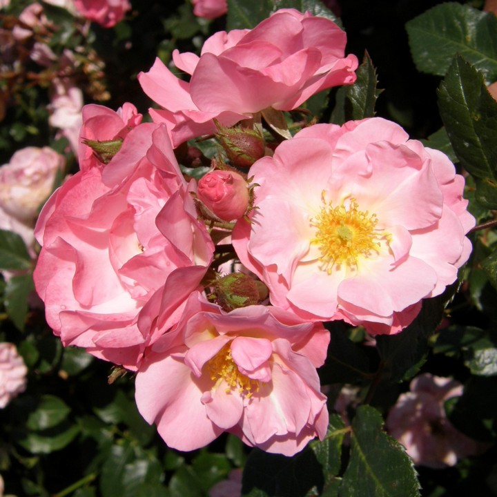 Роза флорибунда Джекис Фейворит/ЦКор