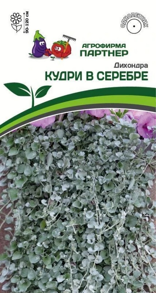 Дихондра серебристая Кудри в Серебре, 4 шт. 