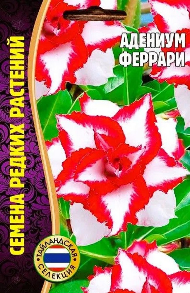 Адениум Феррари, 3 шт.