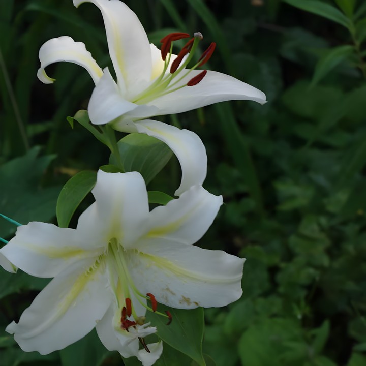 Лилия восточная Анаис Анаис, 12/14, 1 шт.