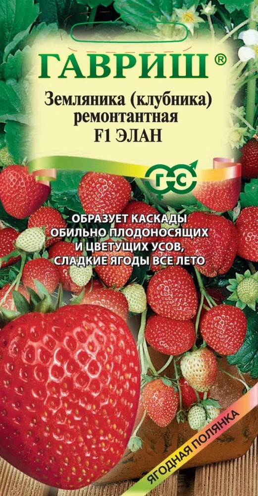 Клубника Элан F1, ремонтантная, каскадная, 5 шт. Ягодная полянка.