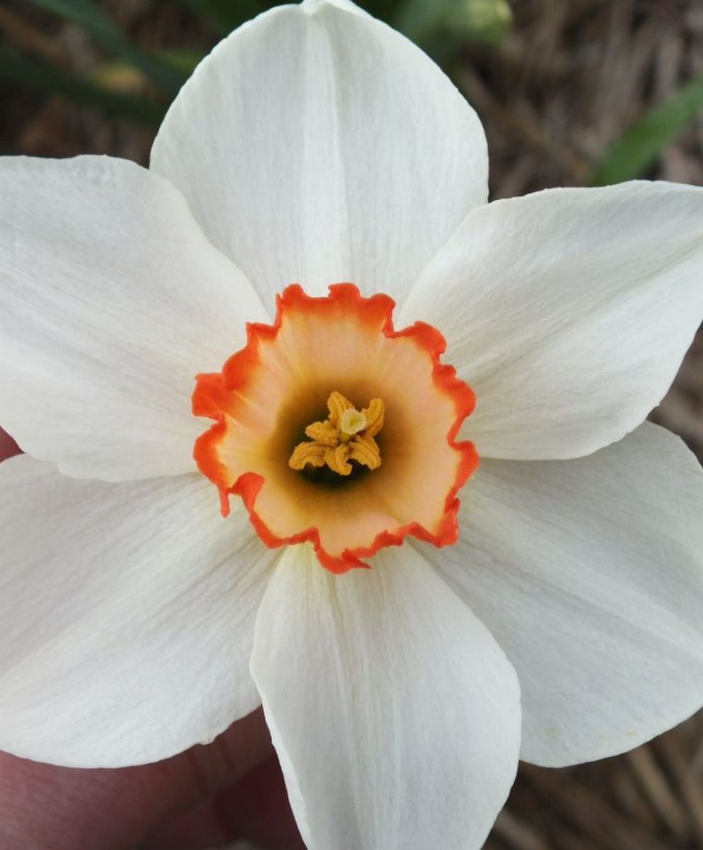 Нарцисс крупнокорончатый Чайниз Корал, 12/14, 1 шт.