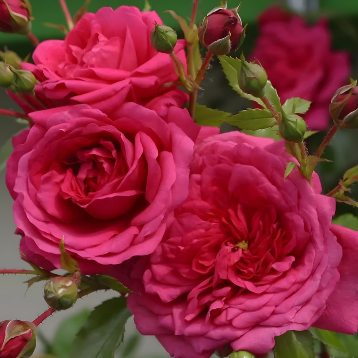 Роза плетистая Лагуна/ЦКор