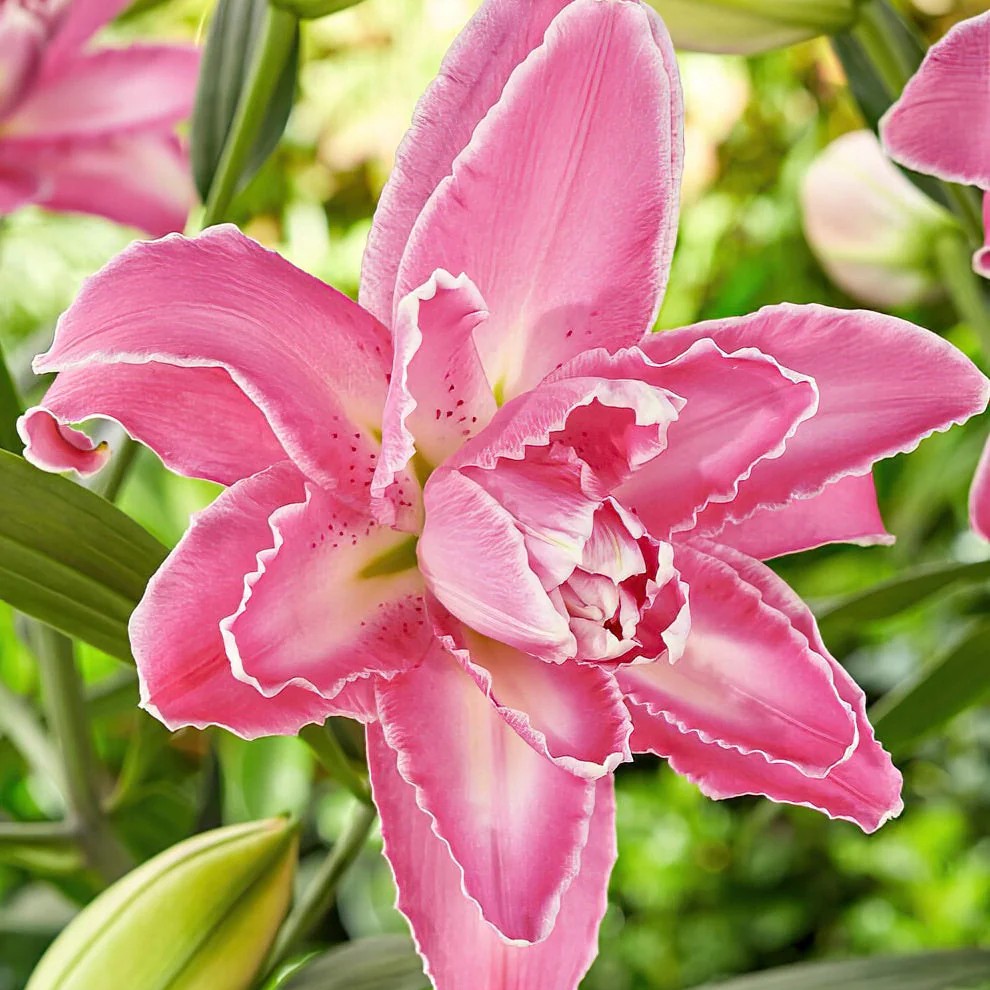 Лилия восточная махровая Лотус Уандер, 16/18, для выгонки, 1 шт.