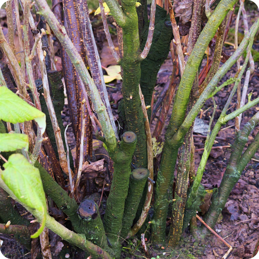 Фото: ogorodmarket.com / Игорь Сергеев