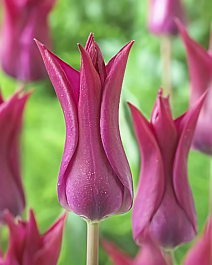 Тюльпан лилиецветный Асуан, 11/12, 1 шт.