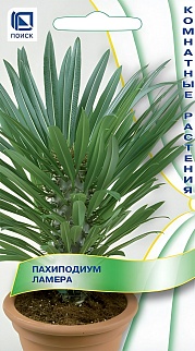 Пахиподиум Ламера, 3 шт. Комнатные растения