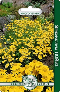 Эриофиллум Пойнт, 20 шт. Биотехника