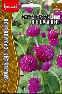 Гомфрена Buddy Violet (Бадди Фиолетовый), карликовая,  12 шт.