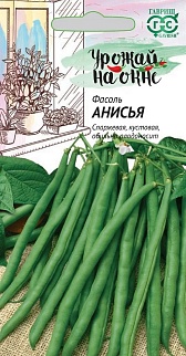 Фасоль Анисья, 5 г. Урожай на окне. 