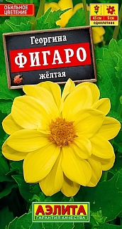 Георгина Фигаро, желтая, махровая, 7 шт.