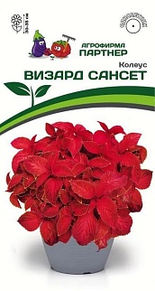 Колеус Визард Сансет, 10 шт. 