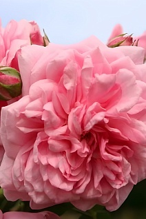 Роза Кордес плетистая Свит Лагуна/ЦКорЛюкс