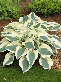 Хоста Фирн Лайн, 1 шт.