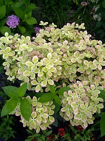 Гортензия метельчатая Пастель Грин