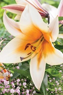 Лилия ОТ-гибрид Хай Ти, 1 шт.