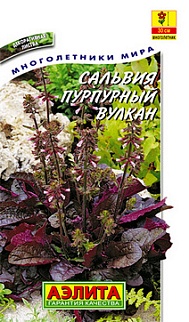 Сальвия Пурпурный вулкан, 7 шт.