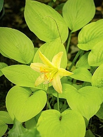 Хоста Миракл Лемони, 1 шт.