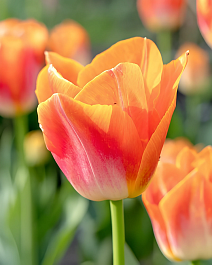 Тюльпан триумф Санрайз Дайнести, 11/12, 1 шт.