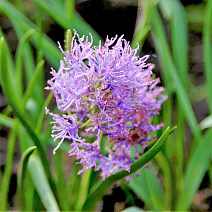 Мускари Комозум Плюмозум, 8/9, 1 шт.