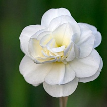 Нарцисс махровый Роуз оф Май, 12/14, 1 шт.