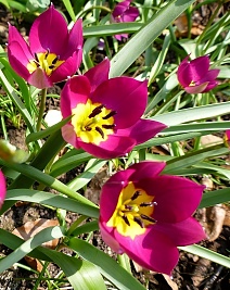 Тюльпан ботанический Одалиска, 6/7, 1 шт.