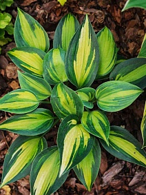 Хоста Мэджик Айленд, 1 шт.