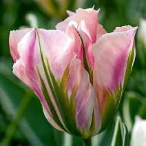 Тюльпан зеленоцветный Чайна Таун, 11/12, 1 шт.