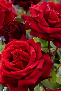 Роза чайно-гибридная Ингрид Бергман