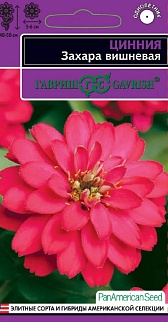 Цинния Захара вишневая, 6 шт. Эксклюзив.