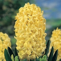 Гиацинт Джипси Принцесс, 14/15, 1 шт.