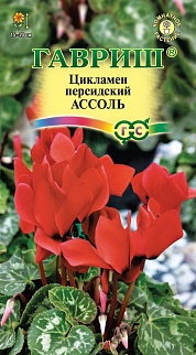 Цикламен персидский Ассоль, 3 шт.