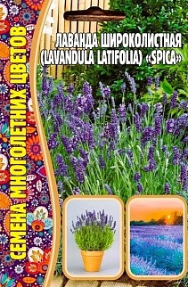 Лаванда широколистная Spica (Спика), 30 шт.
