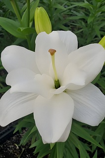 Лилия азиатская махровая Аннамари Дрим, 12/14, 1 шт.