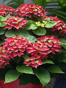 Гортензия крупнолистовая Грюнес Гевёлбе/ЦКорЛюкс