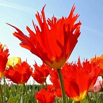 Тюльпан бахромчатый Лео, двойной эффект, 11/12, 1 шт.